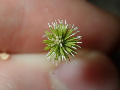 Solenogyne bellioides, photographed by Thomas Mesaglio