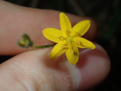 Hypoxis hygrometrica, photographed by Thomas Mesaglio