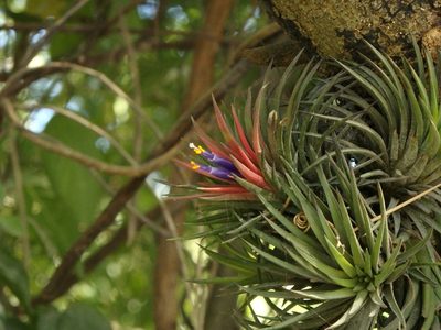Tillandsia ionantha, photographed by Victor De la Cruz