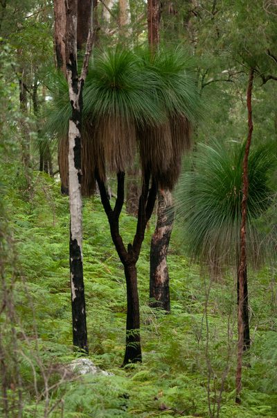 Xanthorrhoea malacophylla, photographed by Rolf Lawrenz