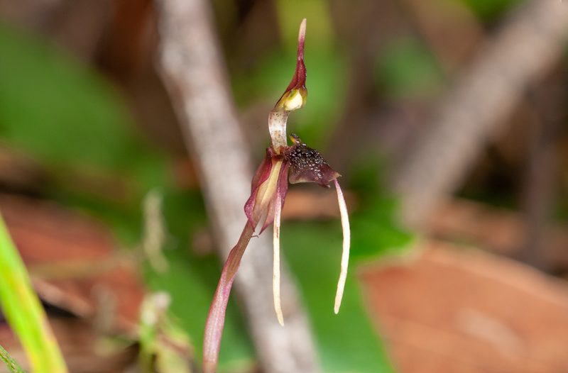 Chiloglottis diphylla, photographed by Rolf Lawrenz