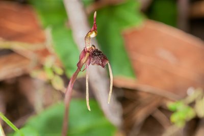 Chiloglottis diphylla, photographed by Rolf Lawrenz