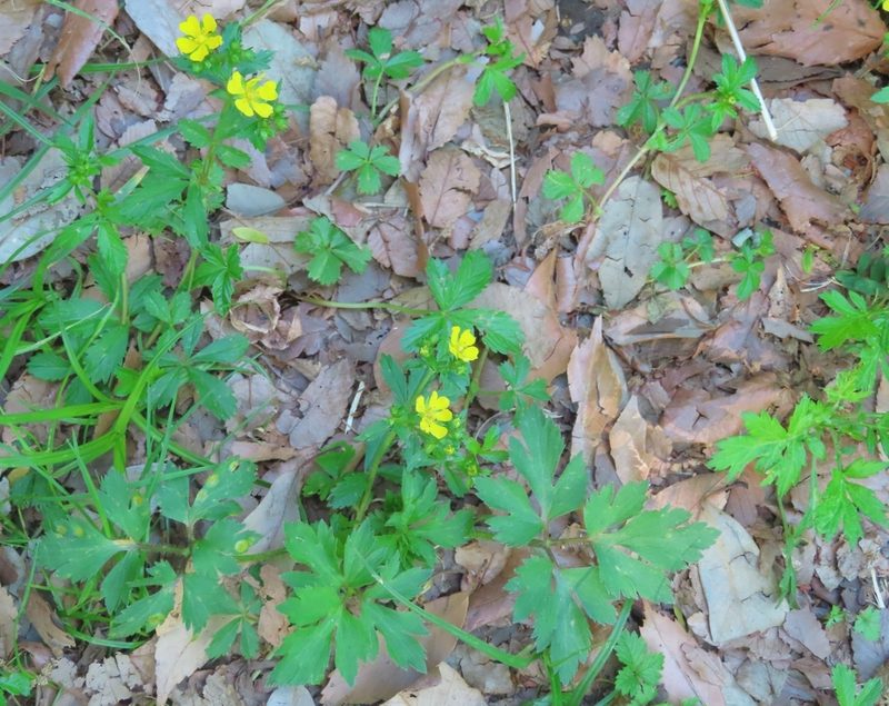 Potentilla sundaica, photographed by mami_t_t