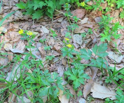 Potentilla sundaica, photographed by mami_t_t