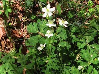Anemonastrum flaccidum, photographed by mami_t_t
