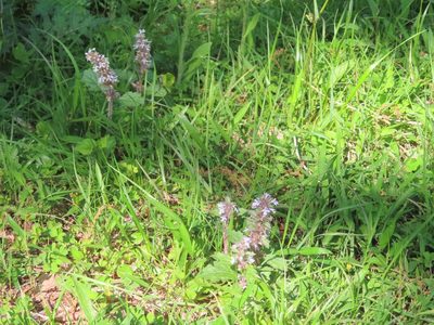 Ajuga nipponensis, photographed by mami_t_t
