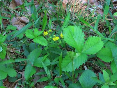 Potentilla freyniana, photographed by mami_t_t