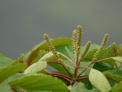 Hymenodictyon obovatum, photographed by Dinesh Valke