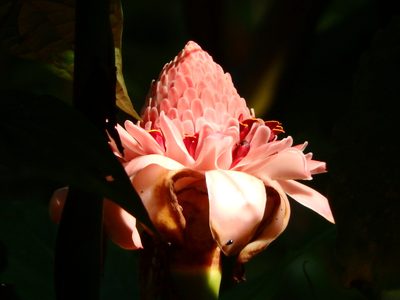 Etlingera elatior, photographed by Samuel Lee