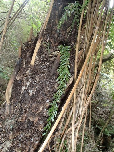 Tmesipteris horomaka, photographed by Jacob Littlejohn