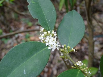 Ilex memecylifolia, photographed by Toby Y