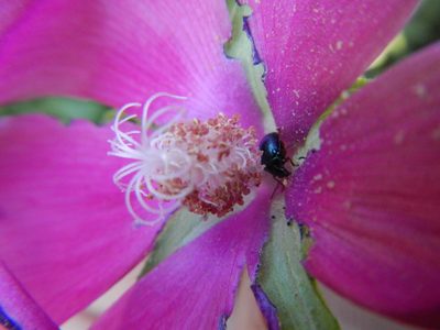 Callirhoe papaver, photographed by Michael J. Gras, M.Ed.