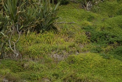Carex trifida, photographed by Christopher Stephens