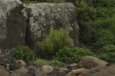 Coprosma chathamica, photographed by Christopher Stephens