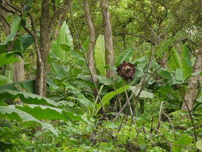 Ensete superbum, photographed by Dinesh Valke