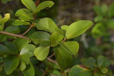 Myrsine chathamica, photographed by Christopher Stephens