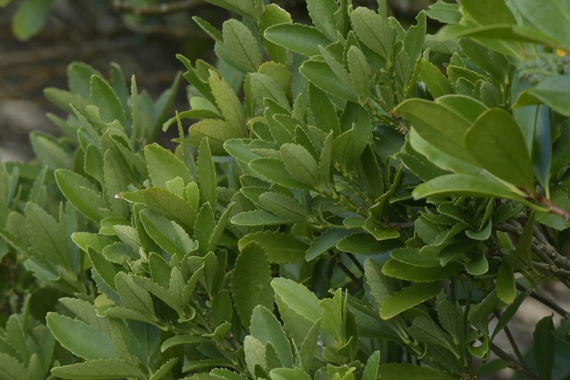 Melicytus chathamicus, photographed by Christopher Stephens