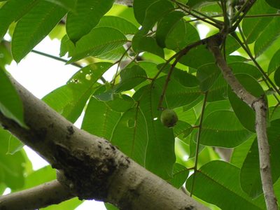 Spondias pinnata, photographed by Dinesh Valke
