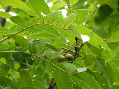 Spondias pinnata, photographed by Dinesh Valke