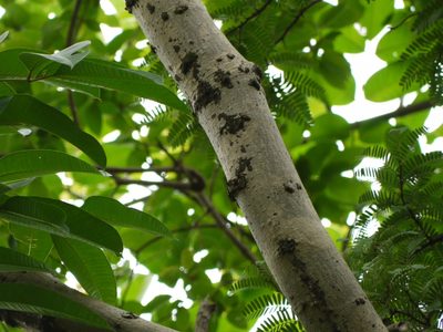 Spondias pinnata, photographed by Dinesh Valke