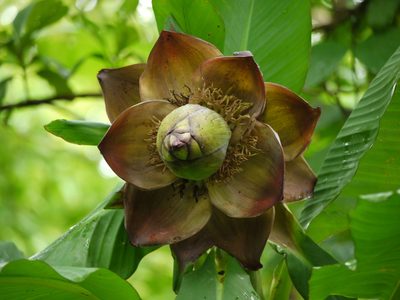 Ensete superbum, photographed by Dinesh Valke
