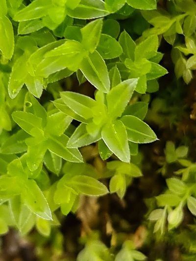 Mnium marginatum, photographed by Jacek Pietruszewski