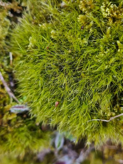 Flexitrichum gracile, photographed by Jacek Pietruszewski