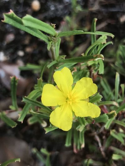Hibbertia racemosa, photographed by Ann Bentley