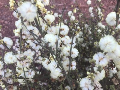 Acacia stenoptera, photographed by Ann Bentley