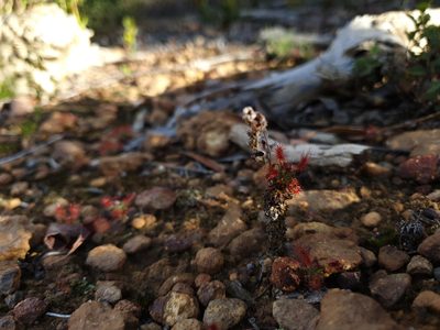 Drosera lasiantha, photographed by Em Lamond