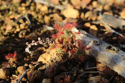 Drosera lasiantha, photographed by Em Lamond