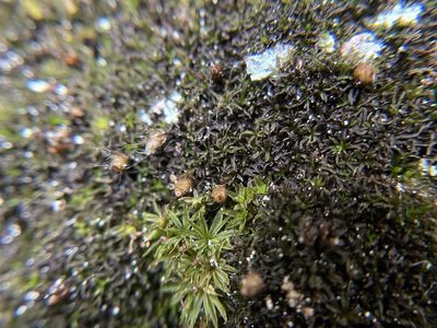 Diphyscium foliosum, photographed by Brandon Corder