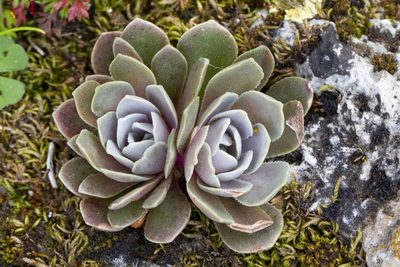 Rosularia serrata, photographed by Kristof Zyskowski
