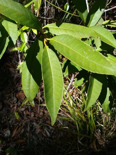 Symplocos thwaitesii, photographed by Tony van Kampen