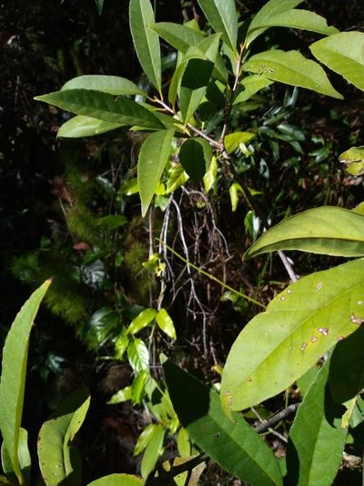 Symplocos thwaitesii, photographed by Tony van Kampen