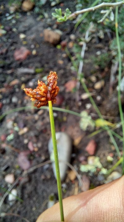Ficinia repens, photographed by kevin koen