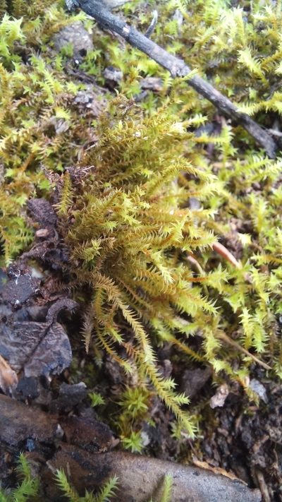 Triquetrella tristicha, photographed by kevin koen