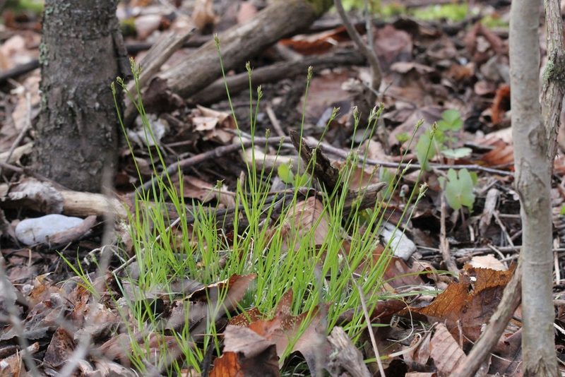 Carex albicans, photographed by Quinten Wiegersma