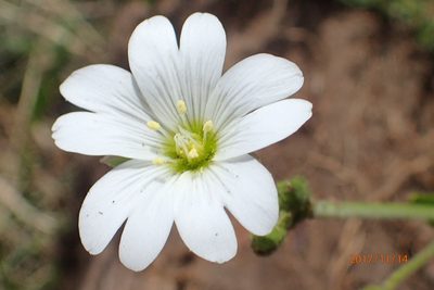 Cerastium arabidis, photographed by Peter Warren