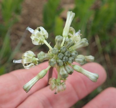 Drimia sphaerocephala, photographed by Peter Warren