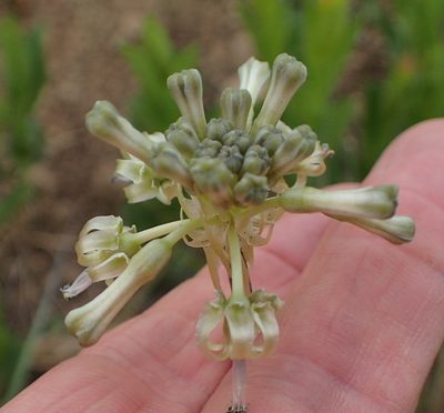 Drimia sphaerocephala, photographed by Peter Warren