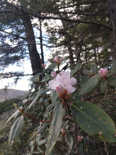 Rhododendron minus, photographed by Jamie Carter