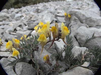 Linaria supina, photographed by Ben Costamagna