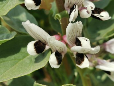 Vicia faba, photographed by Richie Howard