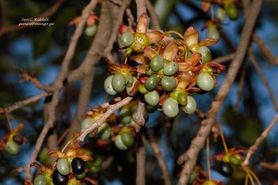 Ochna schweinfurthiana, photographed by i_c_riddell