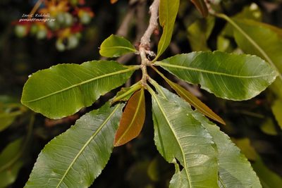 Ochna schweinfurthiana, photographed by i_c_riddell