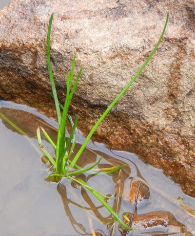 Littorella uniflora, photographed by Jon Mortin