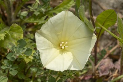 Convolvulus scammonia, photographed by Eleftherios Katsillis