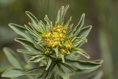 Haplophyllum buxbaumii, photographed by Eleftherios Katsillis