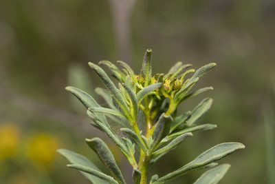 Haplophyllum buxbaumii, photographed by Eleftherios Katsillis